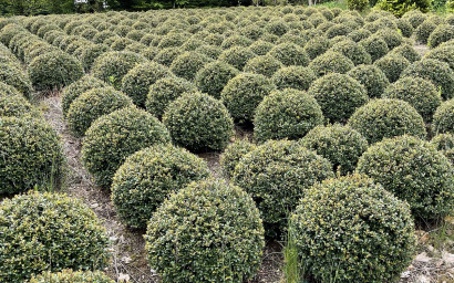 ilex crenata (varie forme)